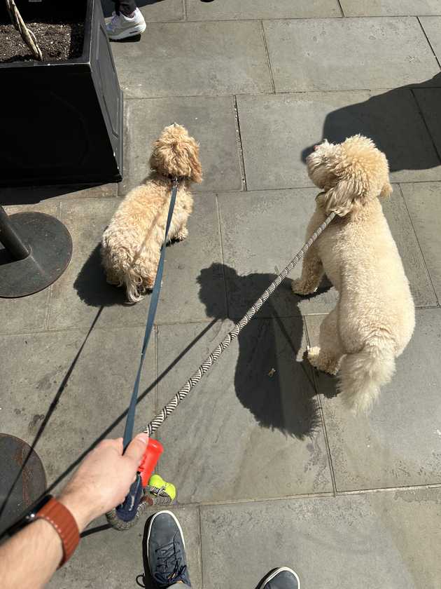 Dog walking in London